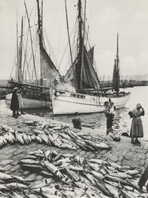 Douarnenez, Conserves, fabrication des boîtes. Cartes postales pour l'enseignement de la géographie, Paris, F. Nathan.Droit publique